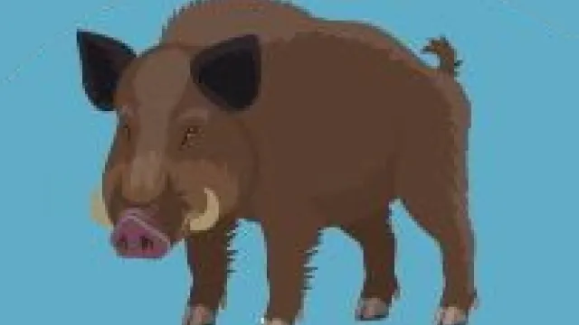 cinghiale